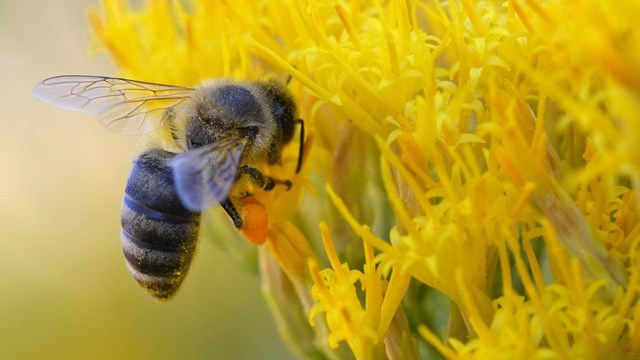 a bee on yellow flowers